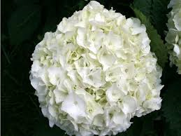 images/produits/Hydrangy-e-Blanc.png